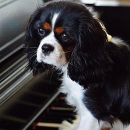 Cavalier King Charles Spaniels from Cadelia Cavalier King Charles Spaniels