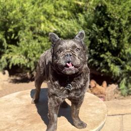 Boy 2 - Blue male German Shepherd puppy in Anza, California from Top Shepherd - Snow Angels Bichon Frisé, Maltise.