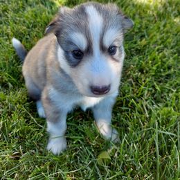 Companion Cross and Siberian Husky Puppies from Hatfield Huskies