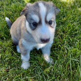 Companion Cross and Siberian Husky Puppies from Hatfield Huskies