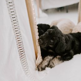 Goldendoodle Puppies from Peachy Sweet Goldendoodles