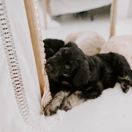 Goldendoodle Puppies from Peachy Sweet Goldendoodles