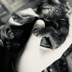 Boykin Spaniel Puppies from Price & Co.