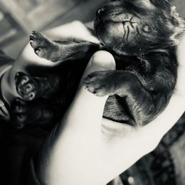Boykin Spaniel Puppies from Price & Co.