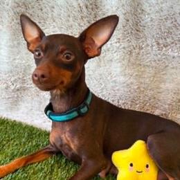 Khloe - Miniature Pinscher