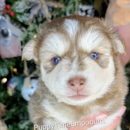 Sienna - Red and white female Pomsky puppy in Spring Hill, Florida from www.PuppyTimeEmporium.com