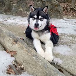 Kinnapuk - Alaskan Malamute