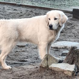 Golden Retriever puppies from Hoekema Homestead Goldens
