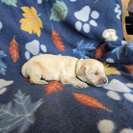 Dutch - Golden male Golden Retriever puppy in Menasha, Wisconsin from Kreger's K9s