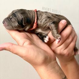 Goldendoodle Puppies from Winnie at Haven's Doodles