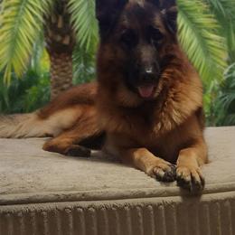 Mia - German Shepherd