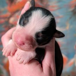 Karen - Black tri-color female Australian Shepherd puppy in Georgetown, Texas from River Reign Australian Shepherds