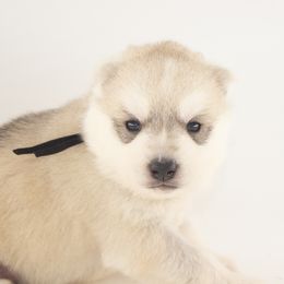 Neo (Black) - Delivery Available - Gray and white male Siberian Husky puppy in Tracy, California from Limitless Huskies