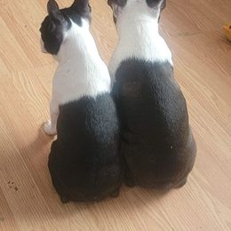 Boston Terrier Puppies from Big Sky Bostons