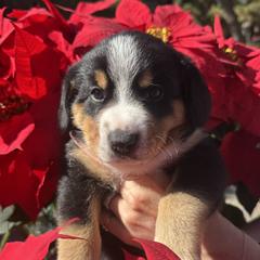 Denver - Black white and tan male Entlebucher Mountain Dog puppy in Poway, California from Mont Blanc