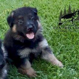 Girl 1 - female German Shepherd puppy in Paso Robles, California from Central Coast German Shepherds