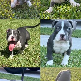 American Bully Puppies from King Bane's Bullies