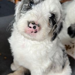 Sheepadoodle Puppies from Life Unleashed Farm