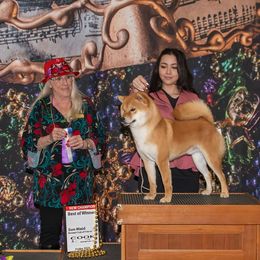 Dharma - Shiba Inu