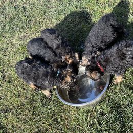German Shepherd Puppies from Bidwell Knight Shepherds
