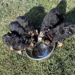 German Shepherd Puppies from Bidwell Knight Shepherds
