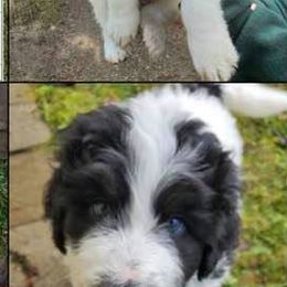 Bernedoodle Puppies from Terry Jorgensen