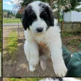 Bernedoodle Puppies from Terry Jorgensen