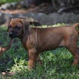 Ridgeless girl "Cypress" - Rd whtn blk nose Rhodesian Ridgeback puppy in Broussard, Louisiana from Karamojo Ridgebacks, Quality over Quantity