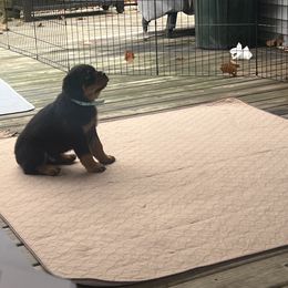 Rottweiler Puppies from CG Rottweilers
