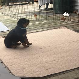 Rottweiler Puppies from CG Rottweilers