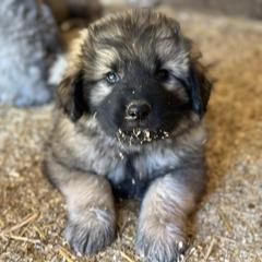 Sarplaninac puppies from Pails & Provisions Farm