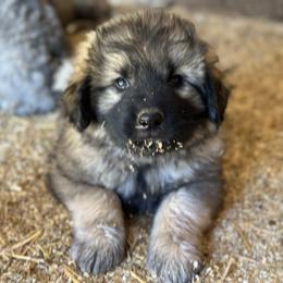 Sarplaninac puppies from Pails & Provisions Farm