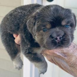 Grey - White and brindle male French Bulldog puppy in Miami, Oklahoma from Destiny Jones