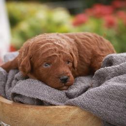 Saber - Red  male Poodle puppy in Nappanee, Indiana from Perfect Match Poodles