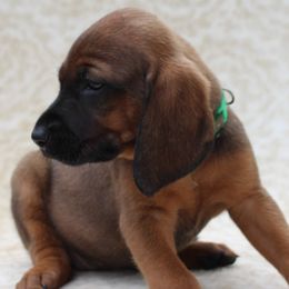 Redbone Coonhound Puppies from Reedy Creek Redbones
