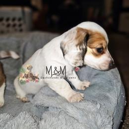 Girly - Dapple female Dachshund puppy in Stockton, California from M&M Dachshund's & Goldens