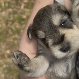 Finn - Salt and pepper male Miniature Schnauzer puppy in Hull, Georgia from Ardent Miniature Schnauzers of Athens