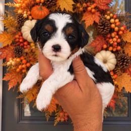 Simmental - Tri-color female Cavapoo puppy in Salt Lake City, Utah from SunnySide Mini Doodles