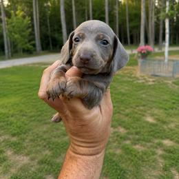 Liberty  AKC 3220 - Fawn (isabella) and tan female Dachshund puppy in Indian Trail, North Carolina from Hilda’s Teenie Weenies
