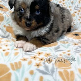 Miniature Australian Shepherd and Toy Australian Shepherd Puppies from Pistol Paws Aussies