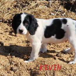 Kevin - Black and white male English Springer Spaniel puppy in Craig, Nebraska from Fur & Feathers Kennel