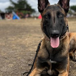 Belgian Malinois from Royaume Malinois