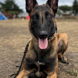 Belgian Malinois from Royaume Malinois