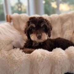 Bear - Red phantom male Aussiedoodle puppy in North Royalton, Ohio from Johnson's Doodles