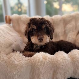 Bear - Red phantom male Aussiedoodle puppy in North Royalton, Ohio from Johnson's Doodles