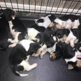 Beagle Puppies from C.R.P. Kennels