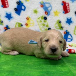 Asher (happy-blessed) - Cream male Dachshund puppy in Murfreesboro, Tennessee from Kimbrie's Dream Cream Doxies