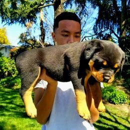 Rottweiler Puppies from Mickey's Rottweilers