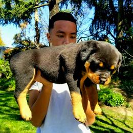 Rottweiler Puppies from Mickey's Rottweilers