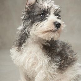 Winston - Miniature Schnauzer